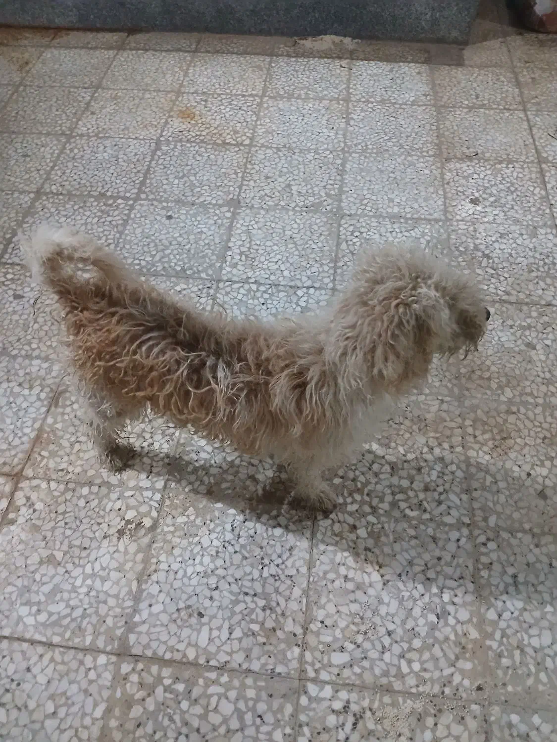 سگ شیتزو قیمت مناسب|سگ|گرمسار, |دیوار