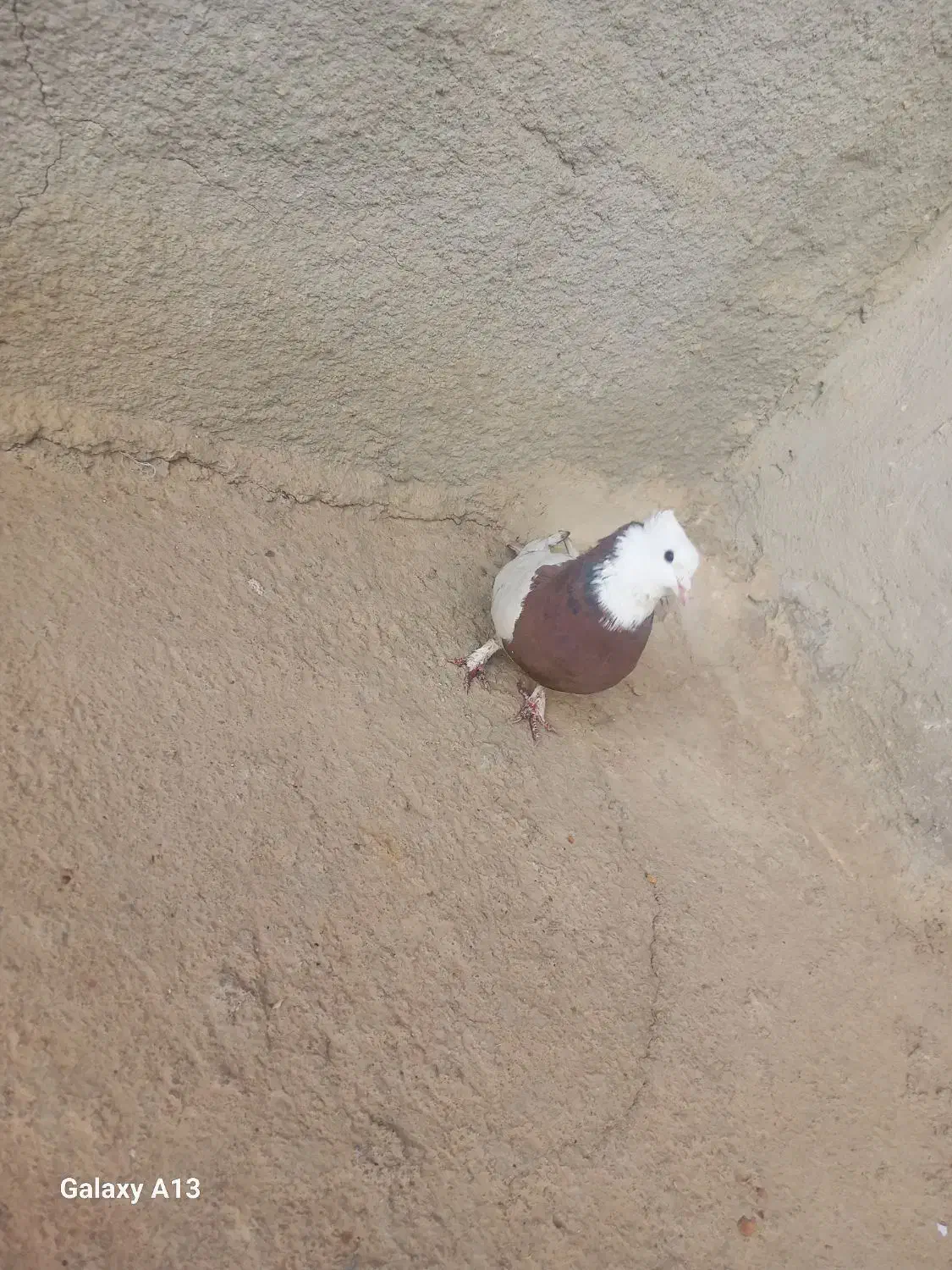 طوق سرخ|پرنده|آباده, |دیوار