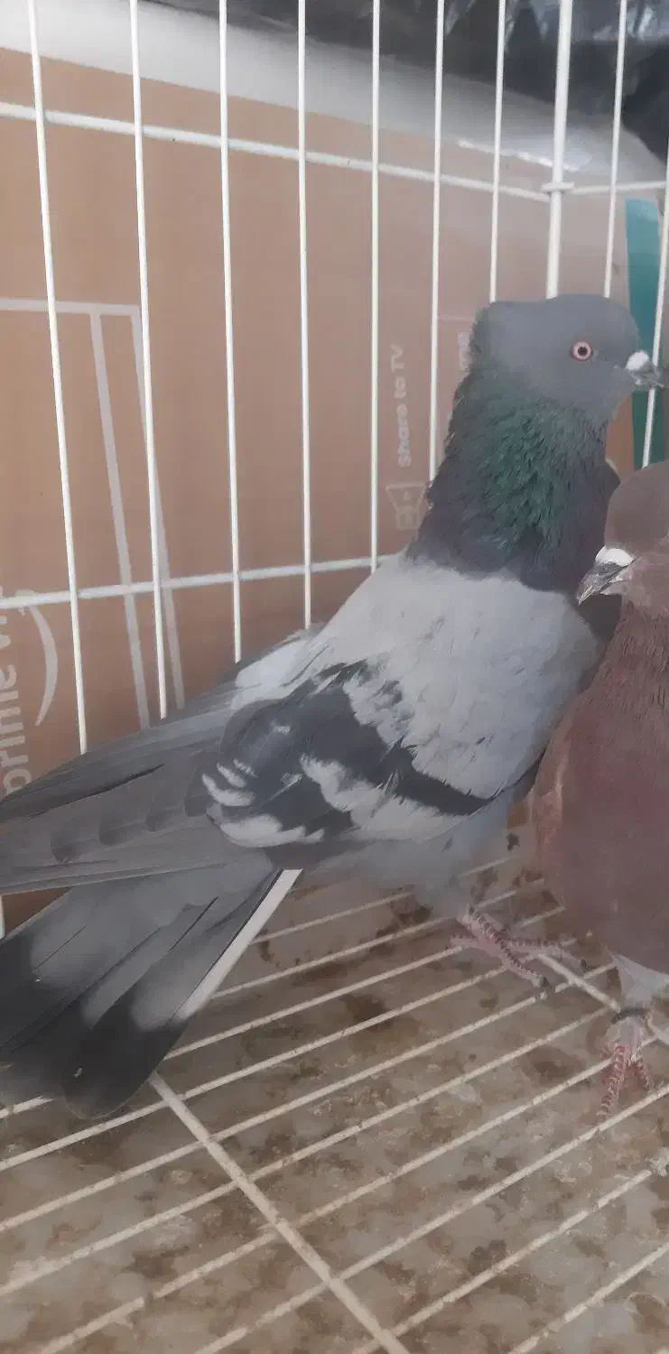 سبز کاکلی|پرنده|فردیس, نسترن شرقی|دیوار