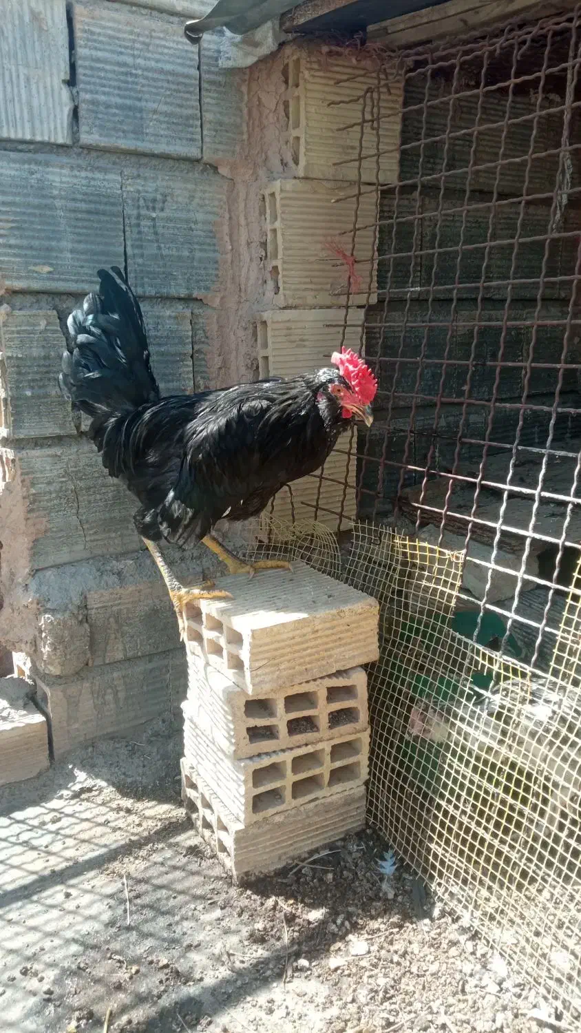 خروس گلین مشکی|حیوانات مزرعه|برخوار, |دیوار