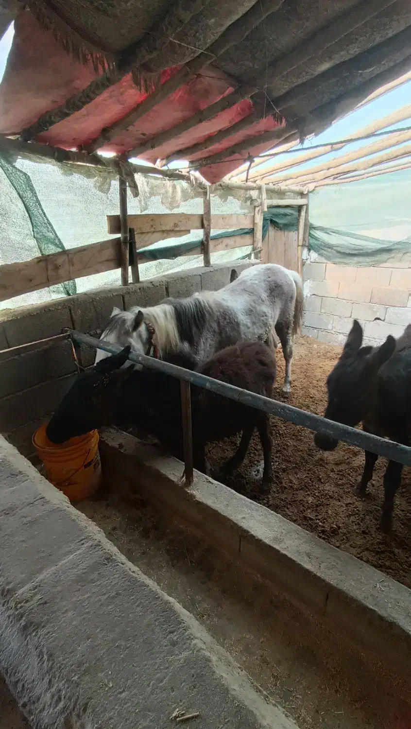 اسب قاطر|اسب و تجهیزات اسب‌سواری|تنکابن, |دیوار