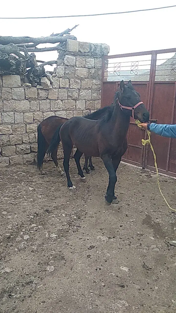 فروش اسب|اسب و تجهیزات اسب‌سواری|کوهدشت, |دیوار