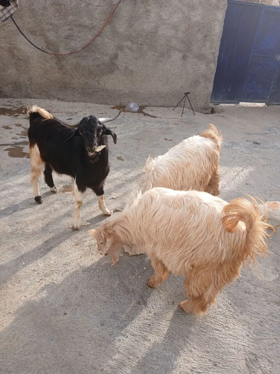 سه عدد تویشک نر چاق|حیوانات مزرعه|طرهان, |دیوار