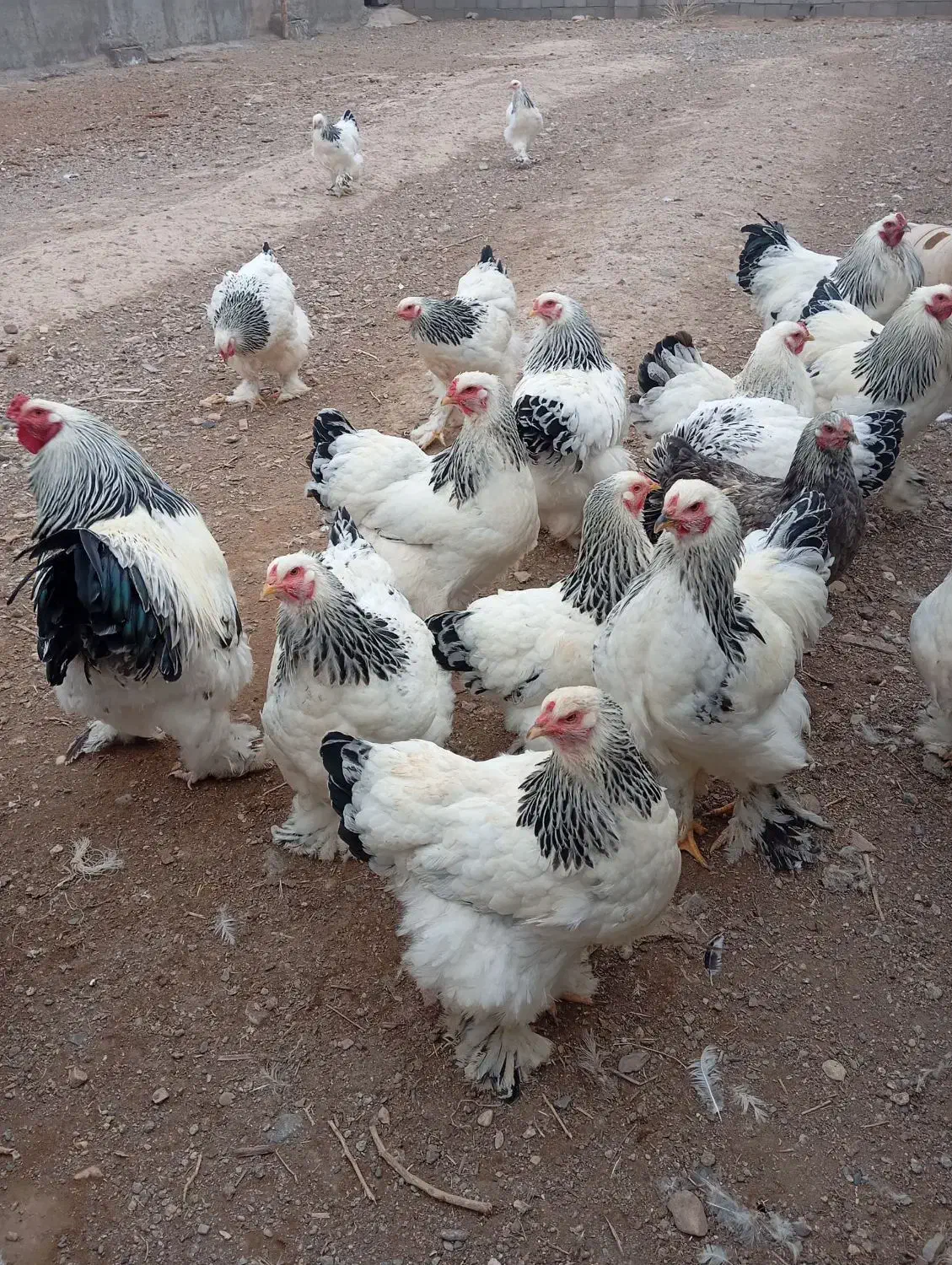 جوجه مرغ و خروس برهما|حیوانات مزرعه|رباطکریم, رباطکریم|دیوار