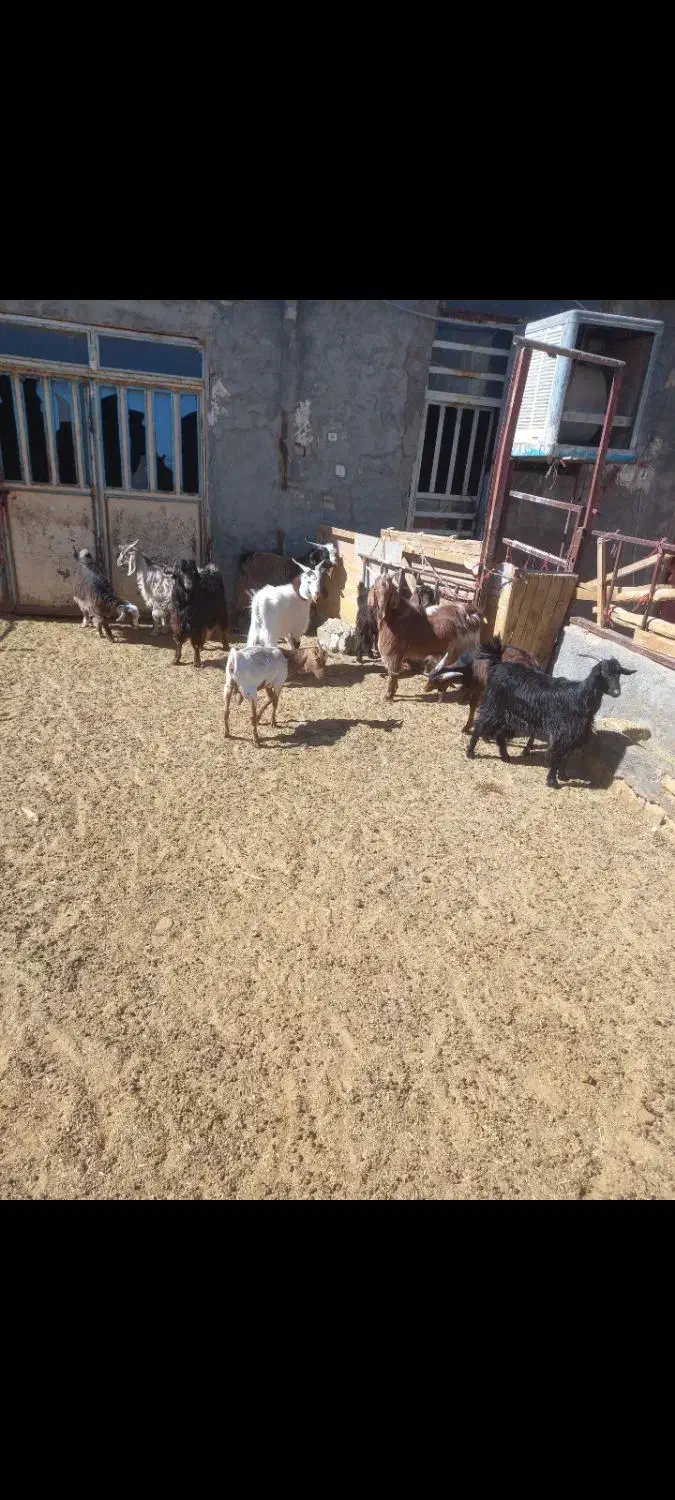 بزغاله داشتی کشتاری|حیوانات مزرعه|ساروق, |دیوار