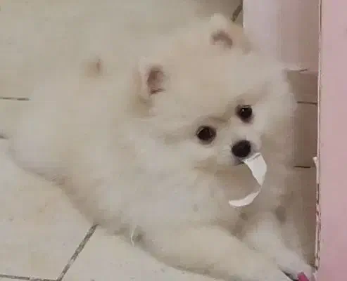 پامر عروسکی شناسنامه دار با وسایل کامل|سگ|کرمانشاه, |دیوار