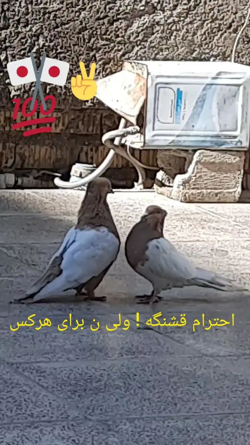 ۱۹۰۰۰۰۰|پرنده|دهدشت, |دیوار