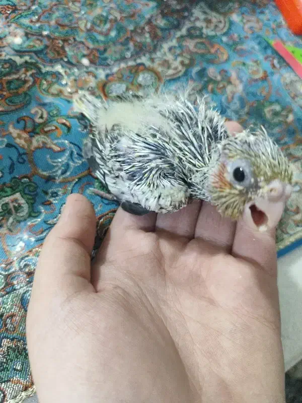 جوجه عروس هلندی سرلاکی|پرنده|تهران, امام زاده عبدالله|دیوار