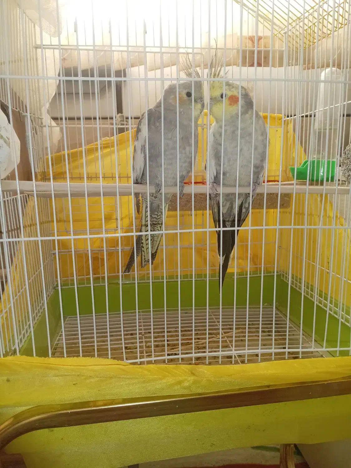 عروس هلندی|پرنده|فارسان, |دیوار