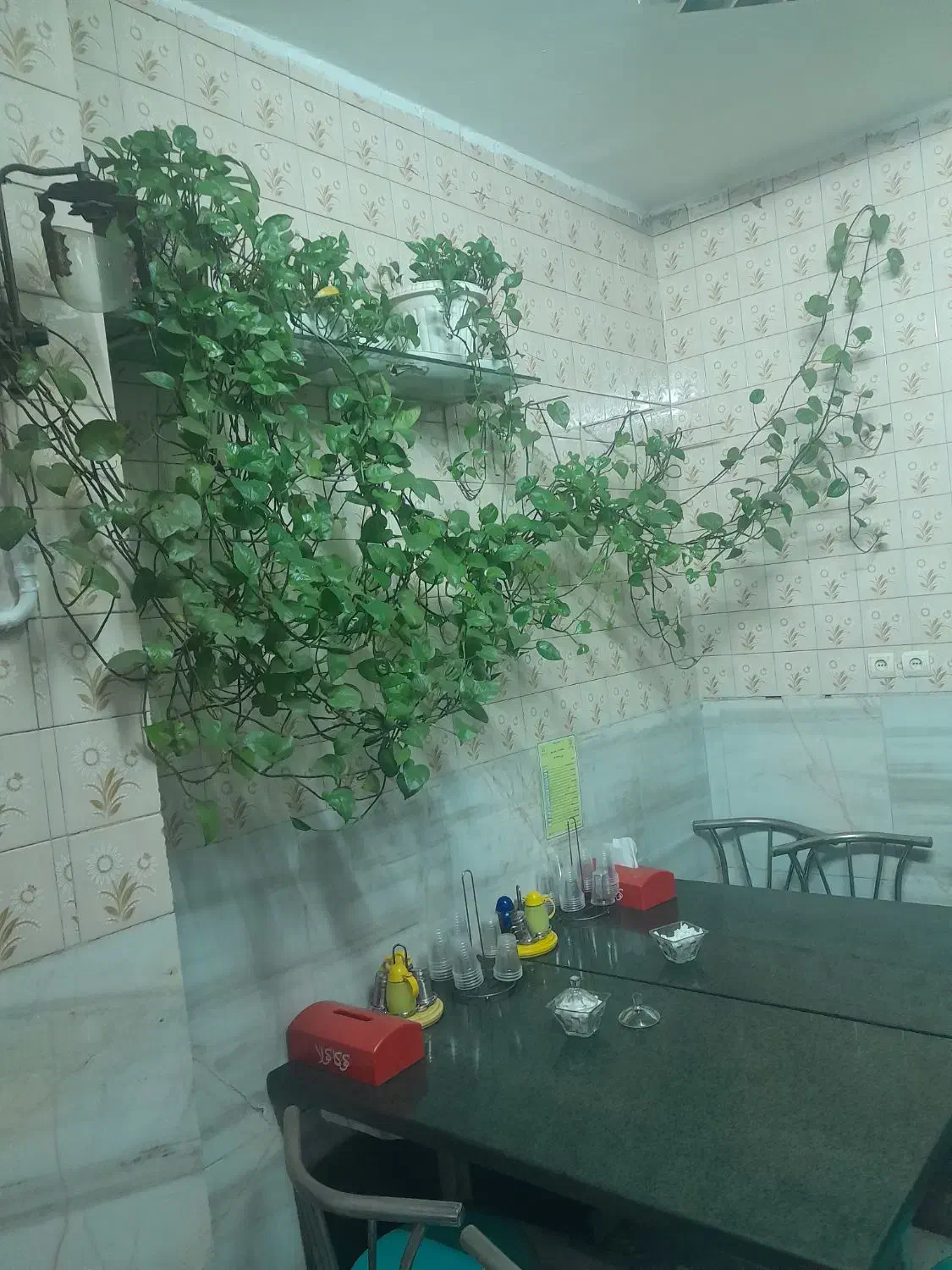 بعلت تغییر تحول این گلها بفروش  میرسدقیمت ۲میلیون|گل و گیاه طبیعی|تهران, حشمتیه|دیوار