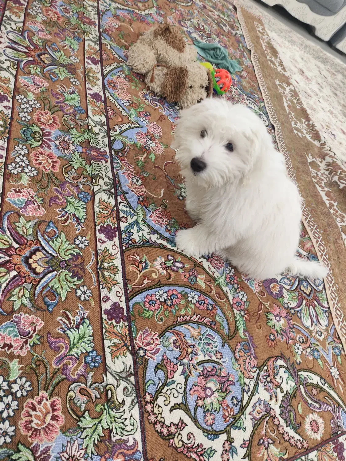 سگ نژاد مالتیز ۵ ماهه|سگ|مشهد, مشکینی (شهرک غرب)|دیوار