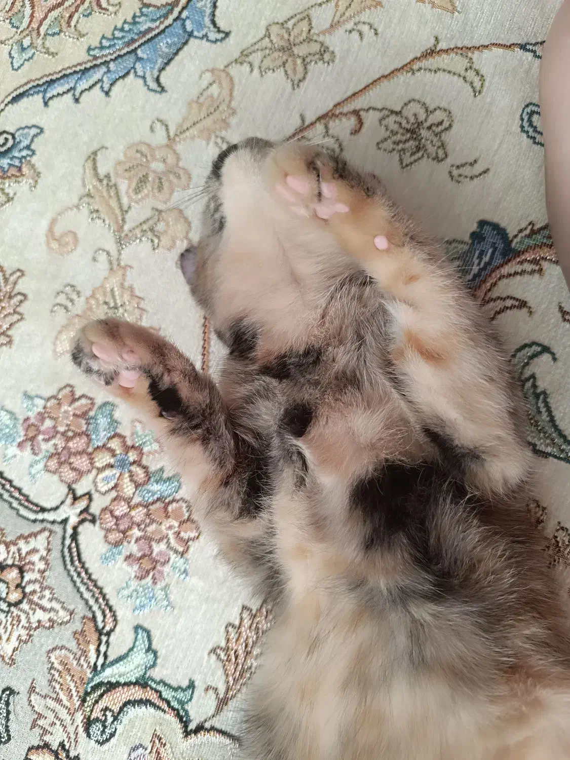 گربه اسکاتیش برتیش|گربه|مشهد, ادیب نیشابوری (شهرک غرب)|دیوار