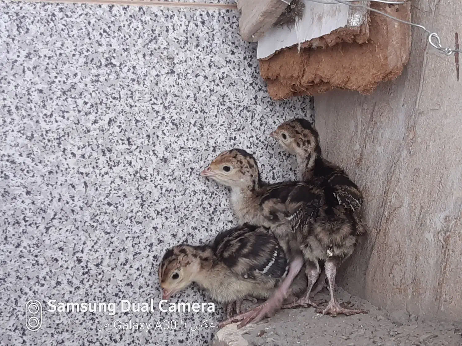 جوجه بوقلمون برنزه و بیوتی قفس و عروس هلندی مولد|حیوانات مزرعه|بیرجند, |دیوار