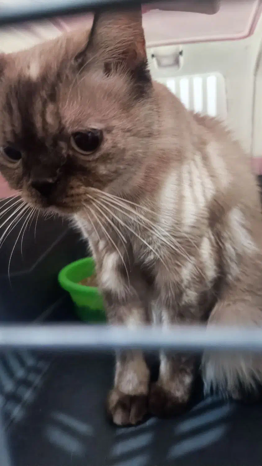 گربه پرشین اسکاتیش ارزون|گربه|گنبد کاووس, |دیوار