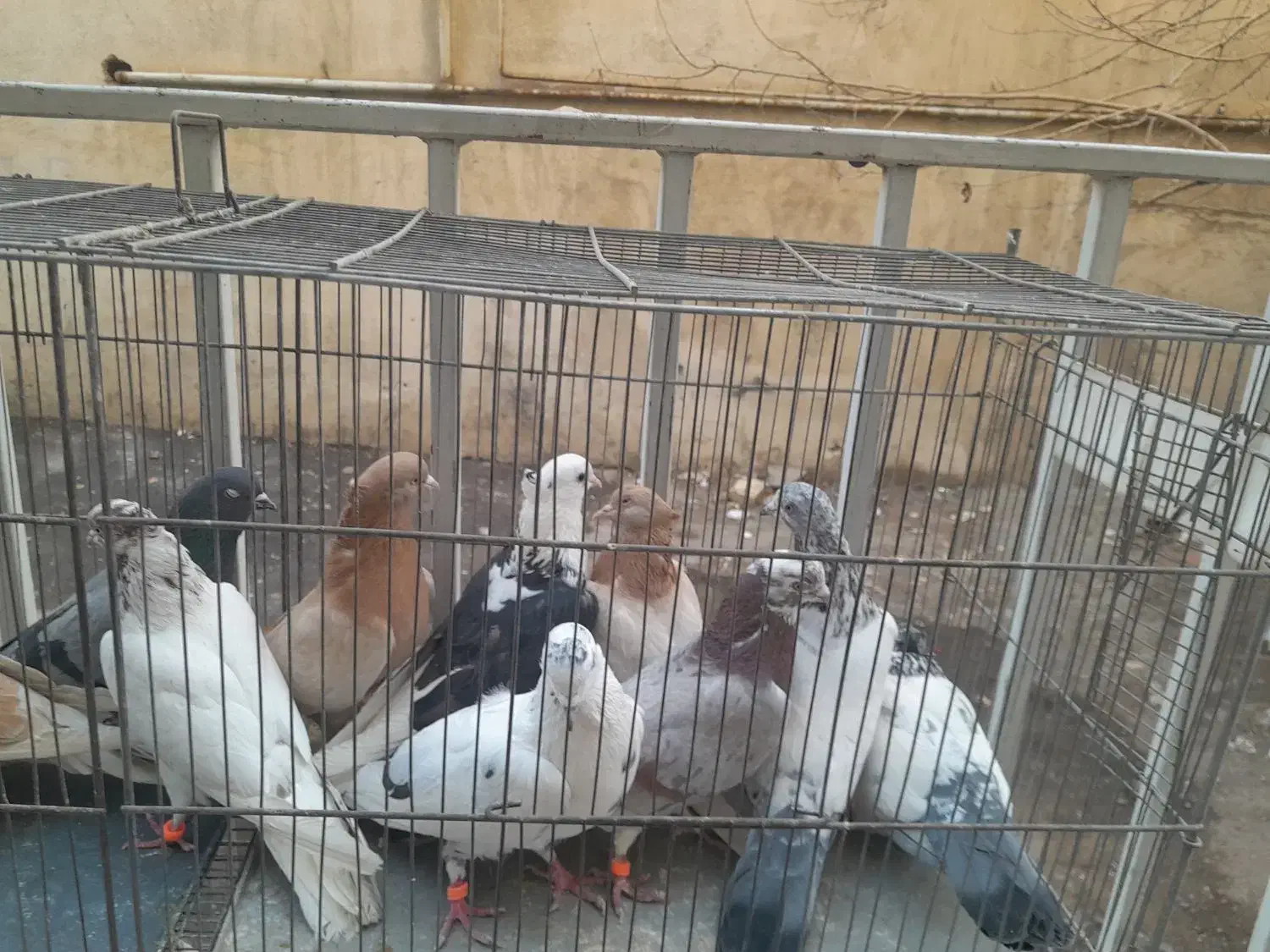 کفتر|پرنده|کرج, حیدرآباد|دیوار