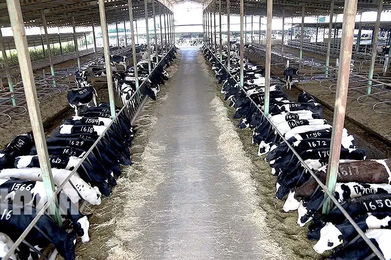 فروش دامداری|فروش دفتر صنعتی، کشاورزی، تجاری|کشکوئیه, |دیوار