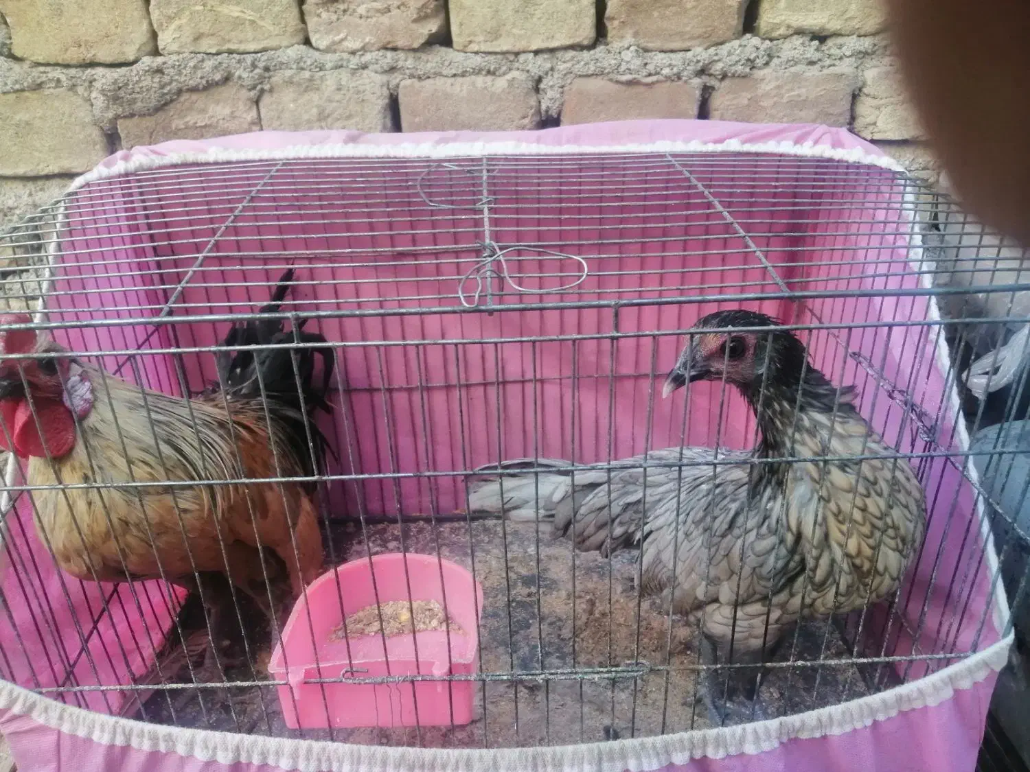 خروس ومرغ مینیاتوری|پرنده|سبزوار, کهنه آب|دیوار