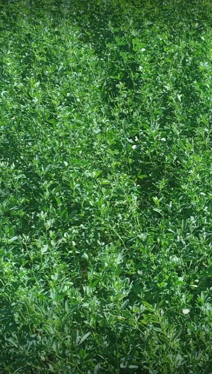 فروش انواع بذریونجه وارداتی|گل و گیاه طبیعی|کازرون, |دیوار