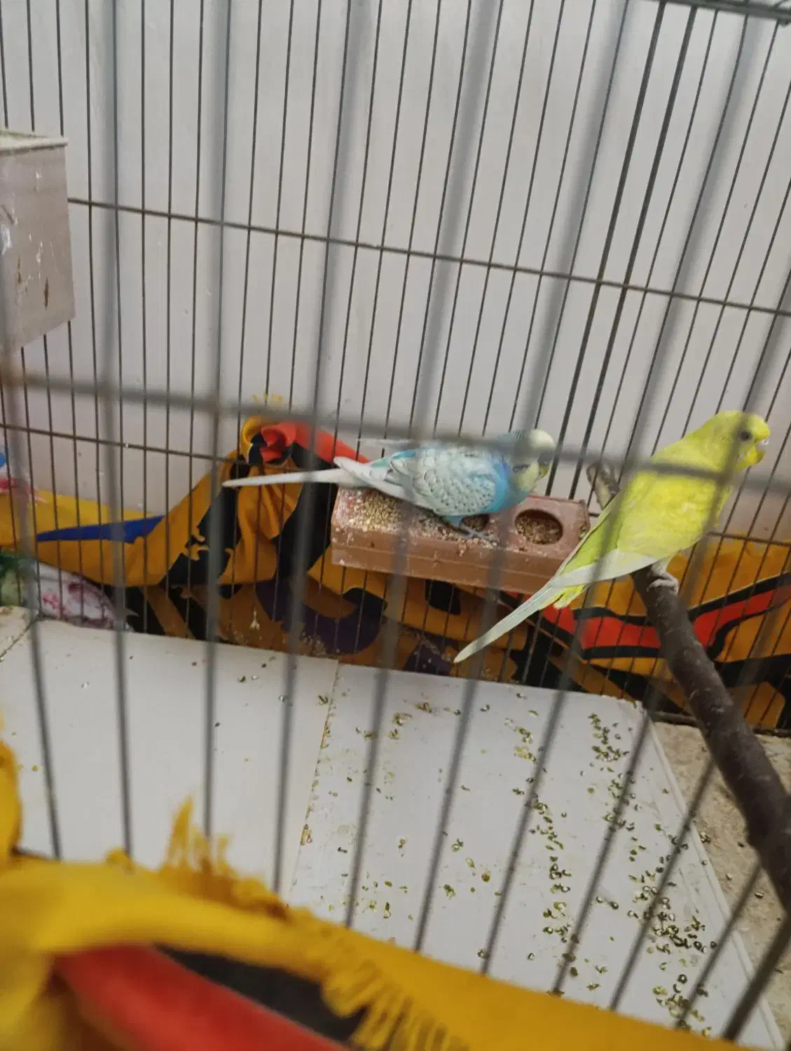 مرغ عشق|پرنده|لامرد, |دیوار