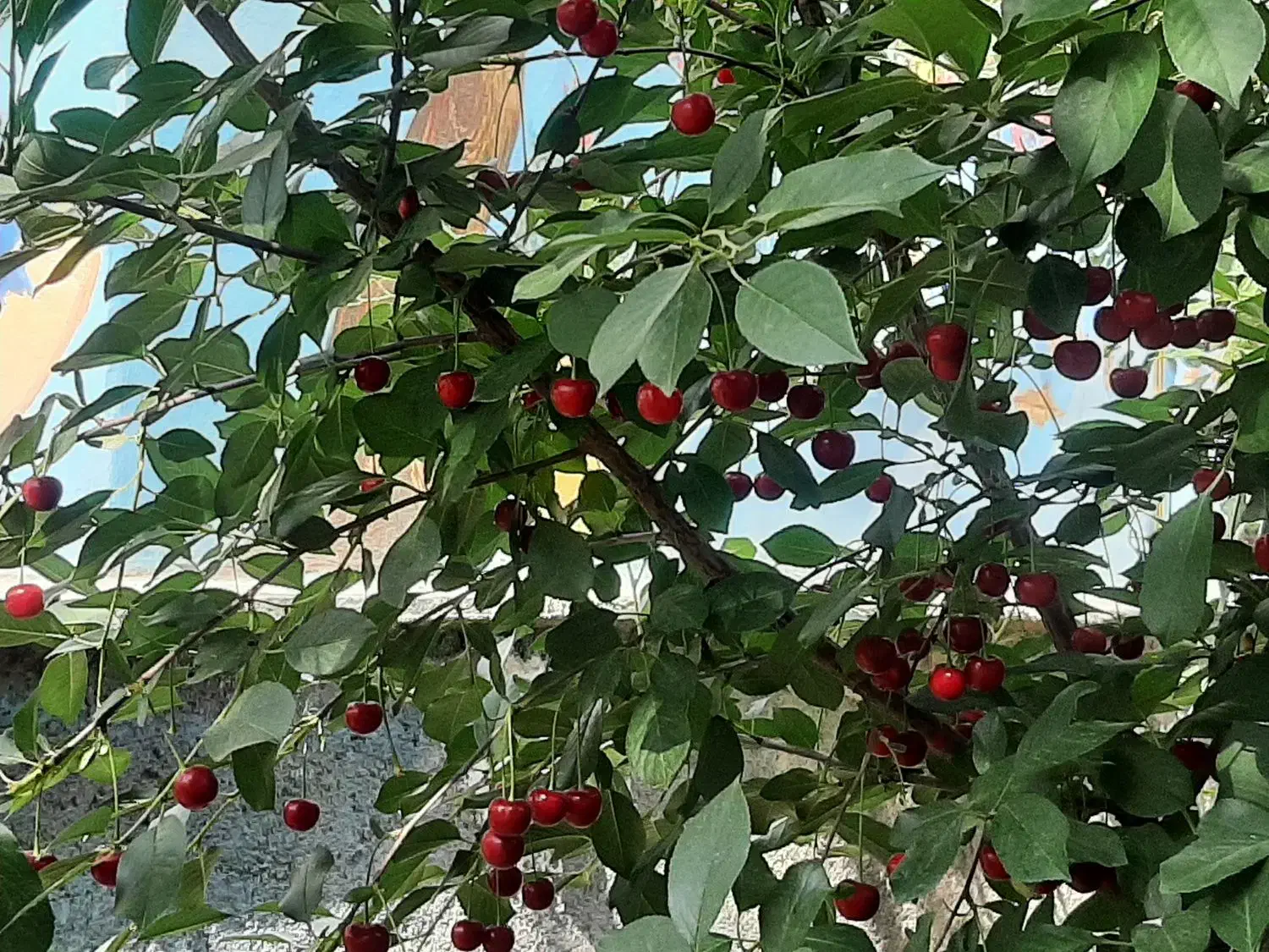 فروش باغ تفریحی|فروش زمین و ملک کلنگی|شازند, |دیوار