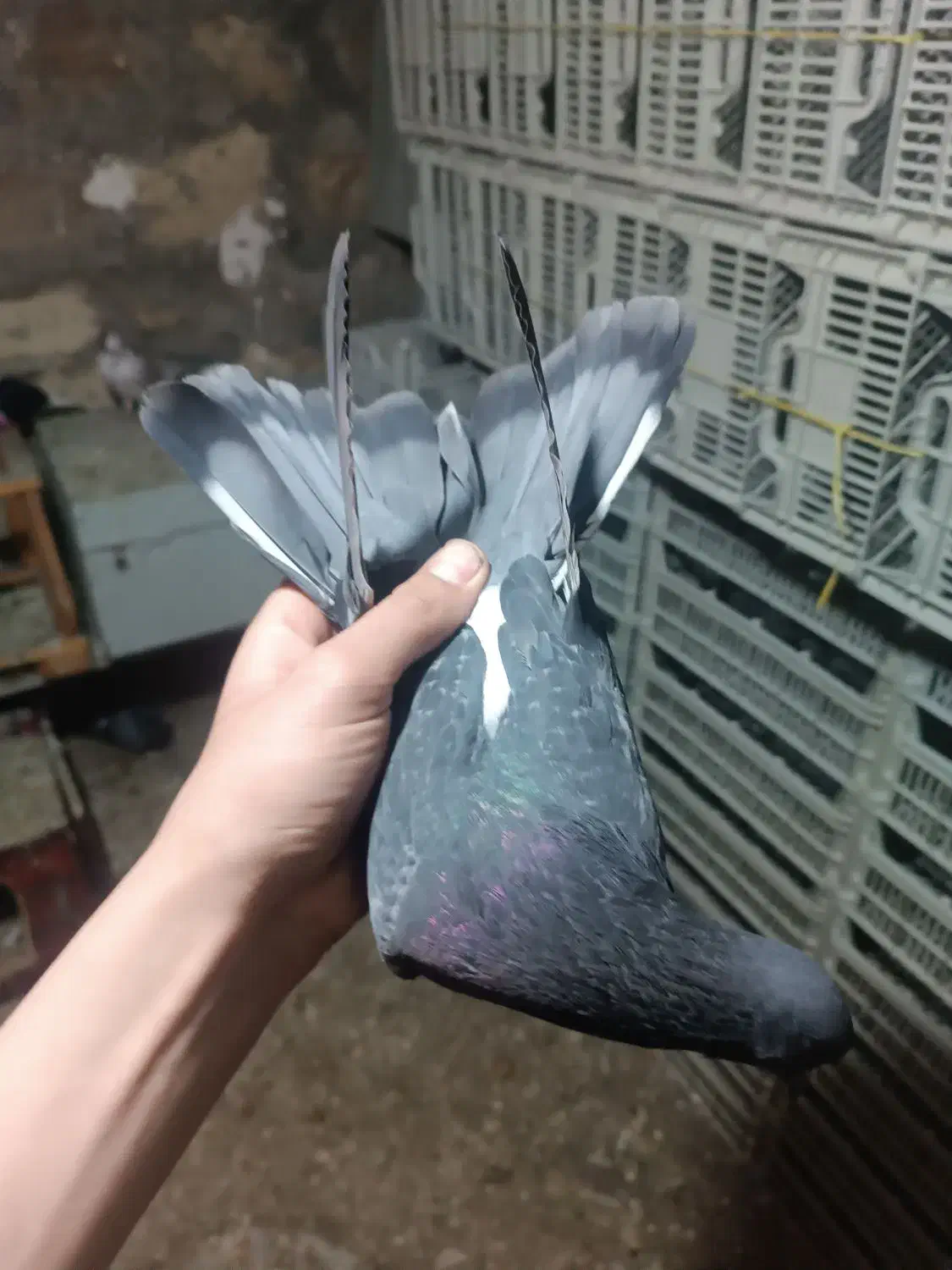 کبوتر|پرنده|نوشین شهر, |دیوار