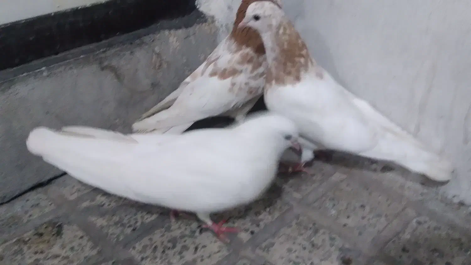 کفتر|پرنده|نسیمشهر, |دیوار