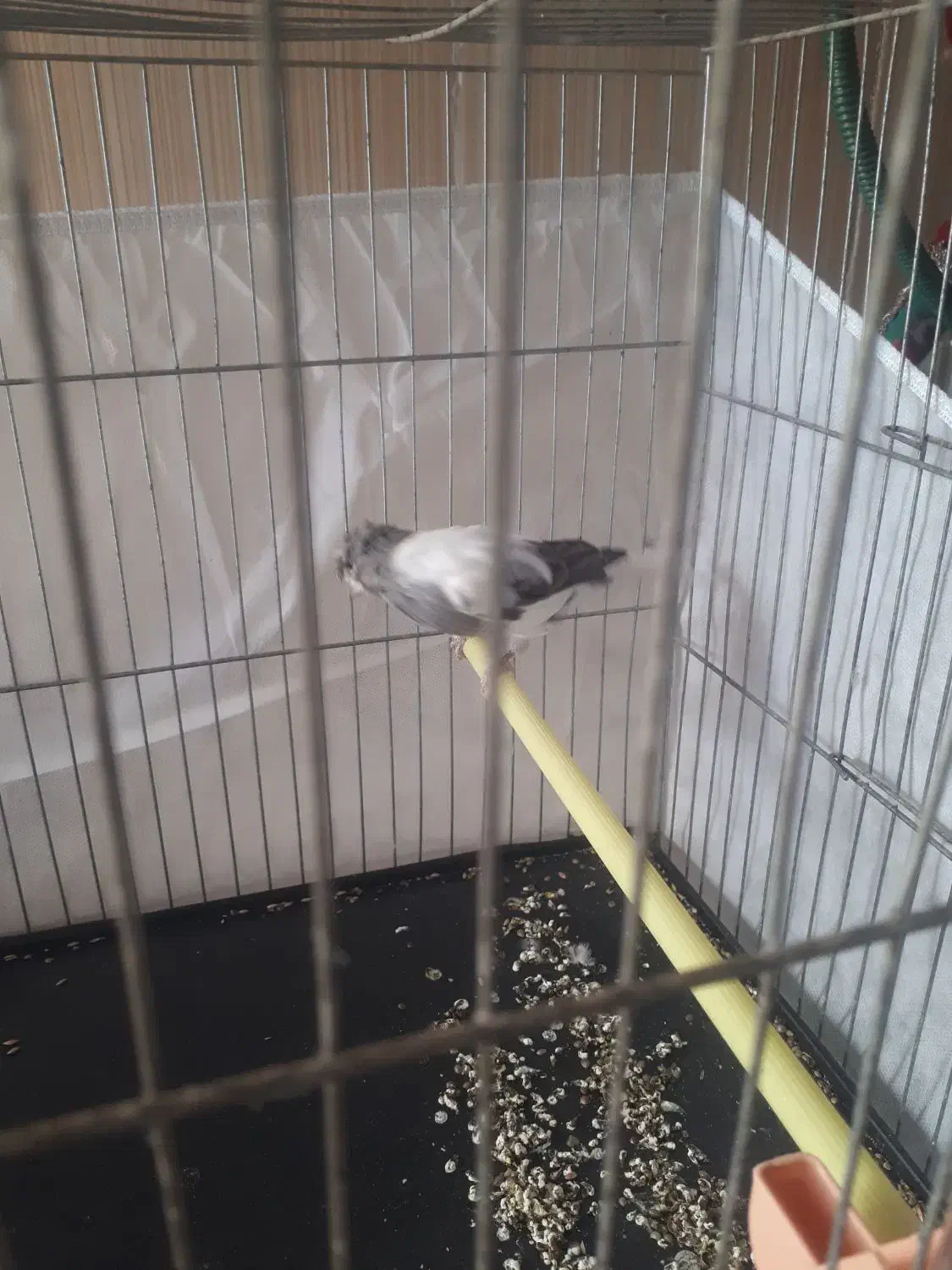 قناری|پرنده|پاکدشت, پاکدشت (مامازند)|دیوار