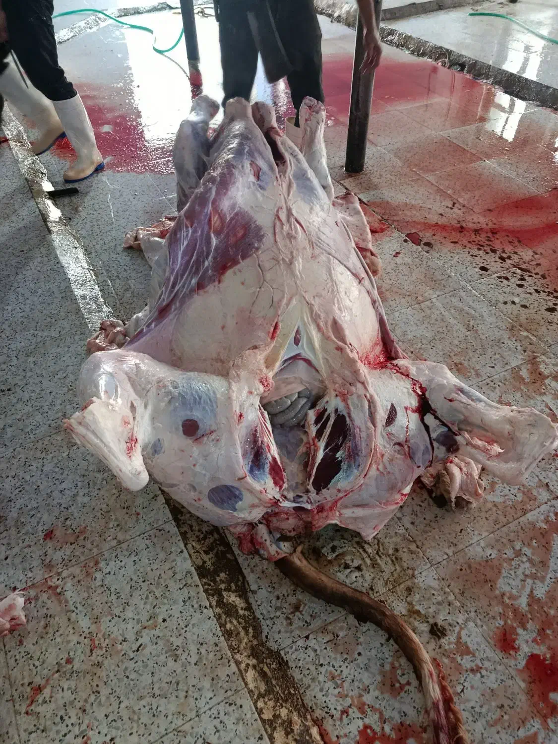 گوشت گوساله|خوردنی و آشامیدنی|حمیدیه, |دیوار