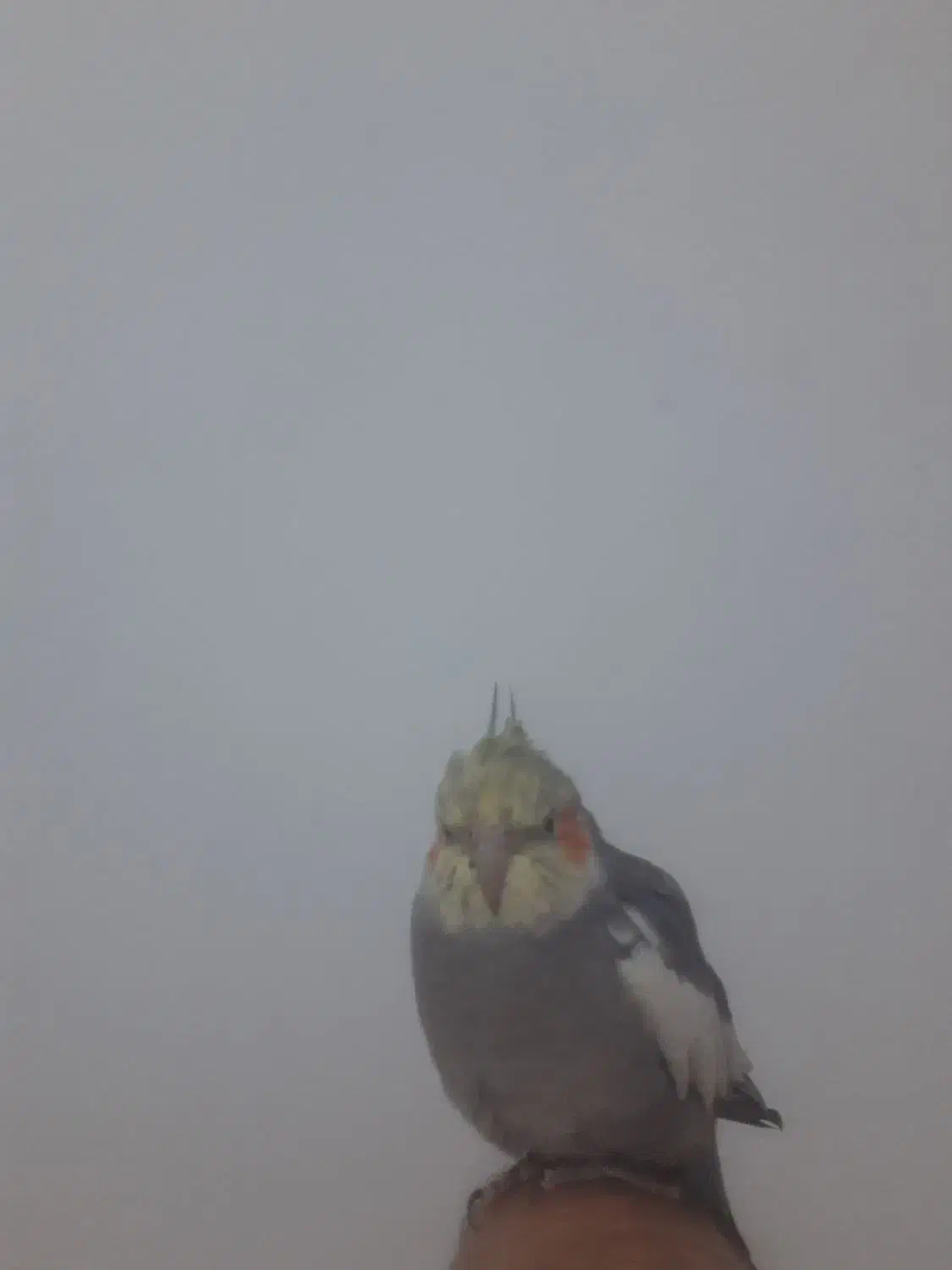 عروس هلندی|پرنده|گلبهار, شهر جدید گلبهار|دیوار