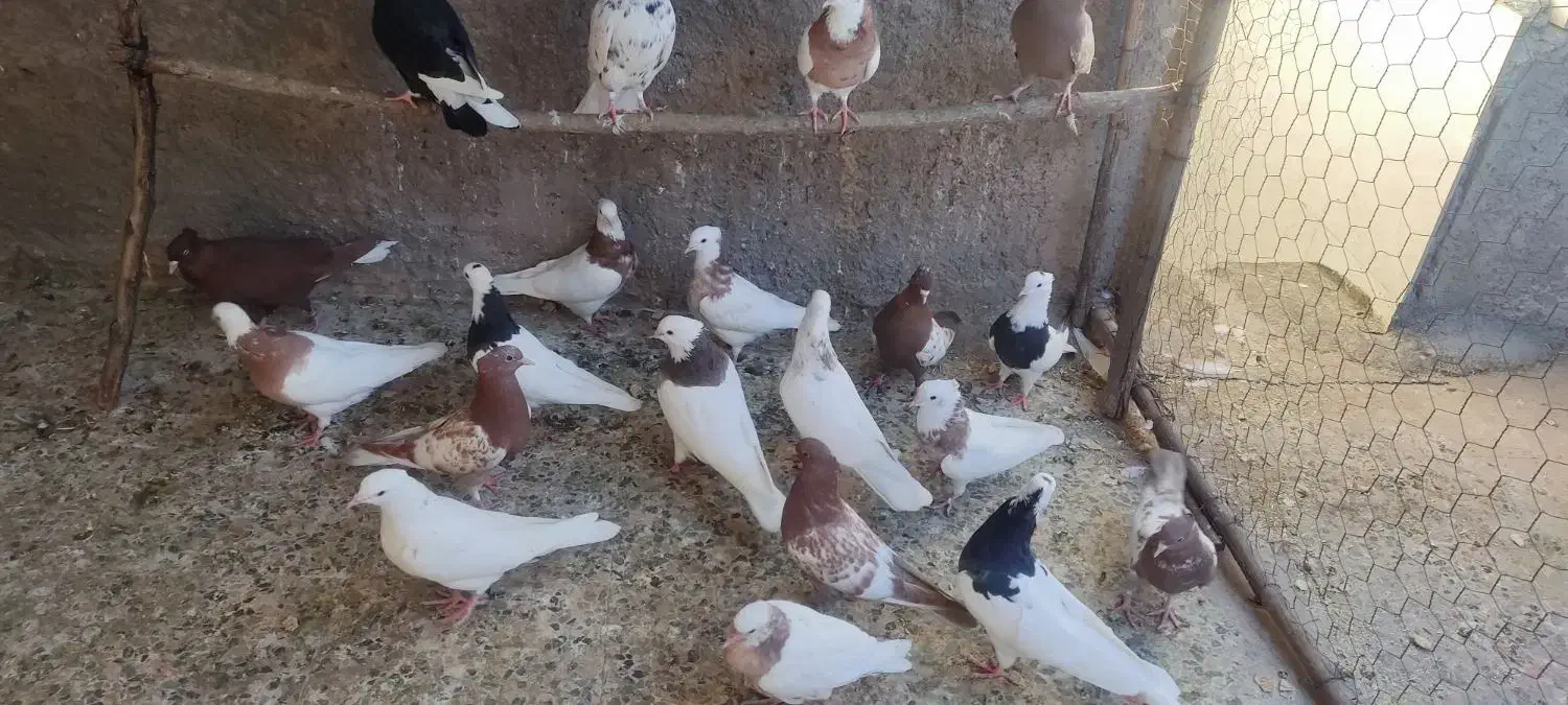 کبوتر|پرنده|اندیمشک, |دیوار