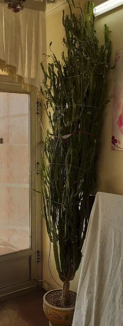 کاکتوس افروبیا|گل و گیاه طبیعی|پیر بکران, |دیوار