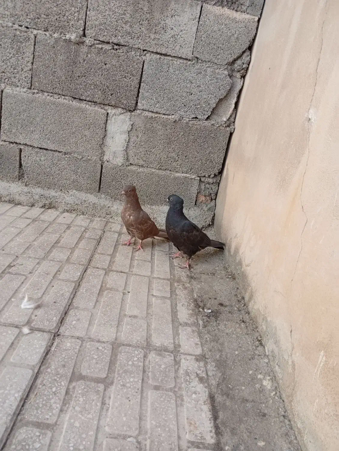 کبوتر|پرنده|کرمانشاه, |دیوار