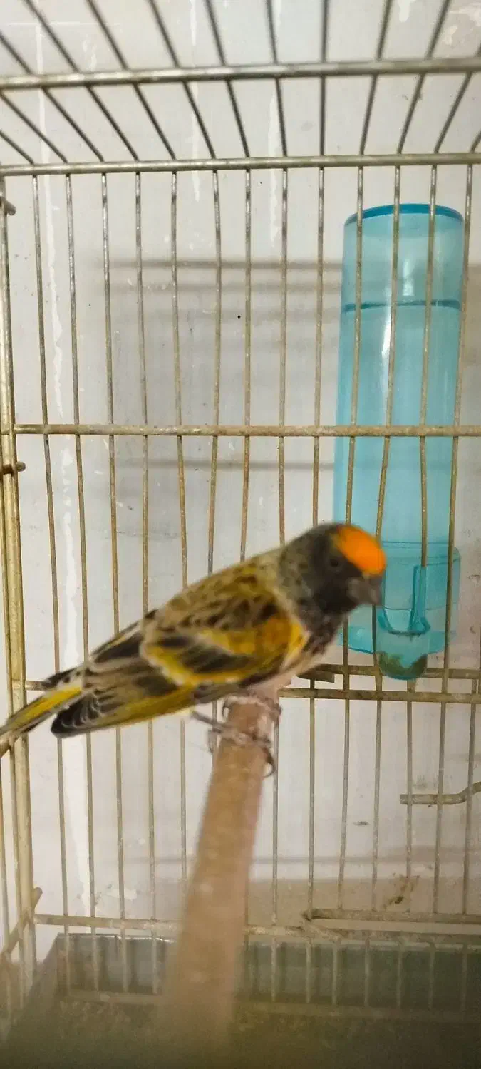 دو عدد گلبسر قرص بخون جفتی قناری|پرنده|کرج, شهرک بنفشه|دیوار