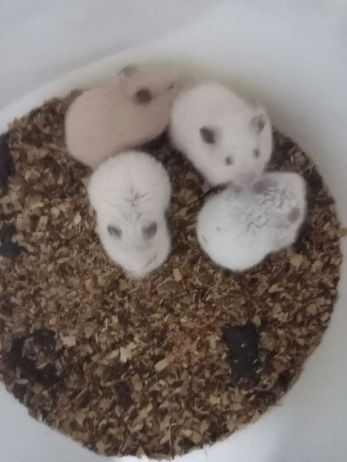 خوکچه هندی و همستر|موش و خرگوش|یزد, |دیوار