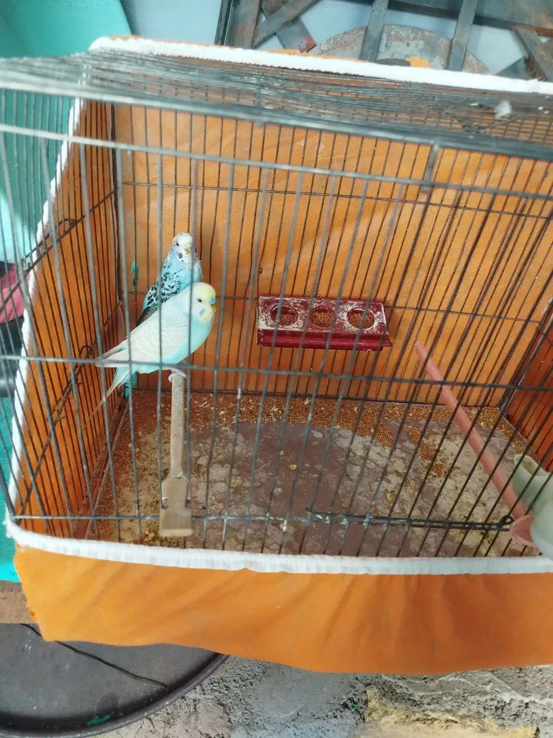 مرغ عشق|پرنده|محمدیه-قزوین, |دیوار