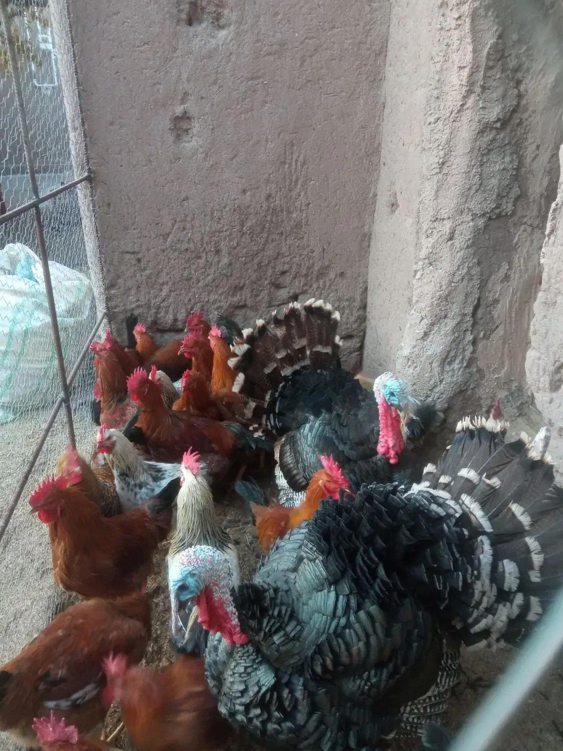 خروس و بوقلمون|حیوانات مزرعه|راین, |دیوار