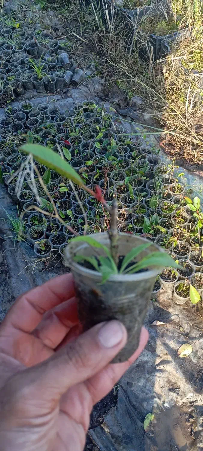 گل فوتونیا لیوانی ریشه دار|گل و گیاه طبیعی|واجارگاه, |دیوار