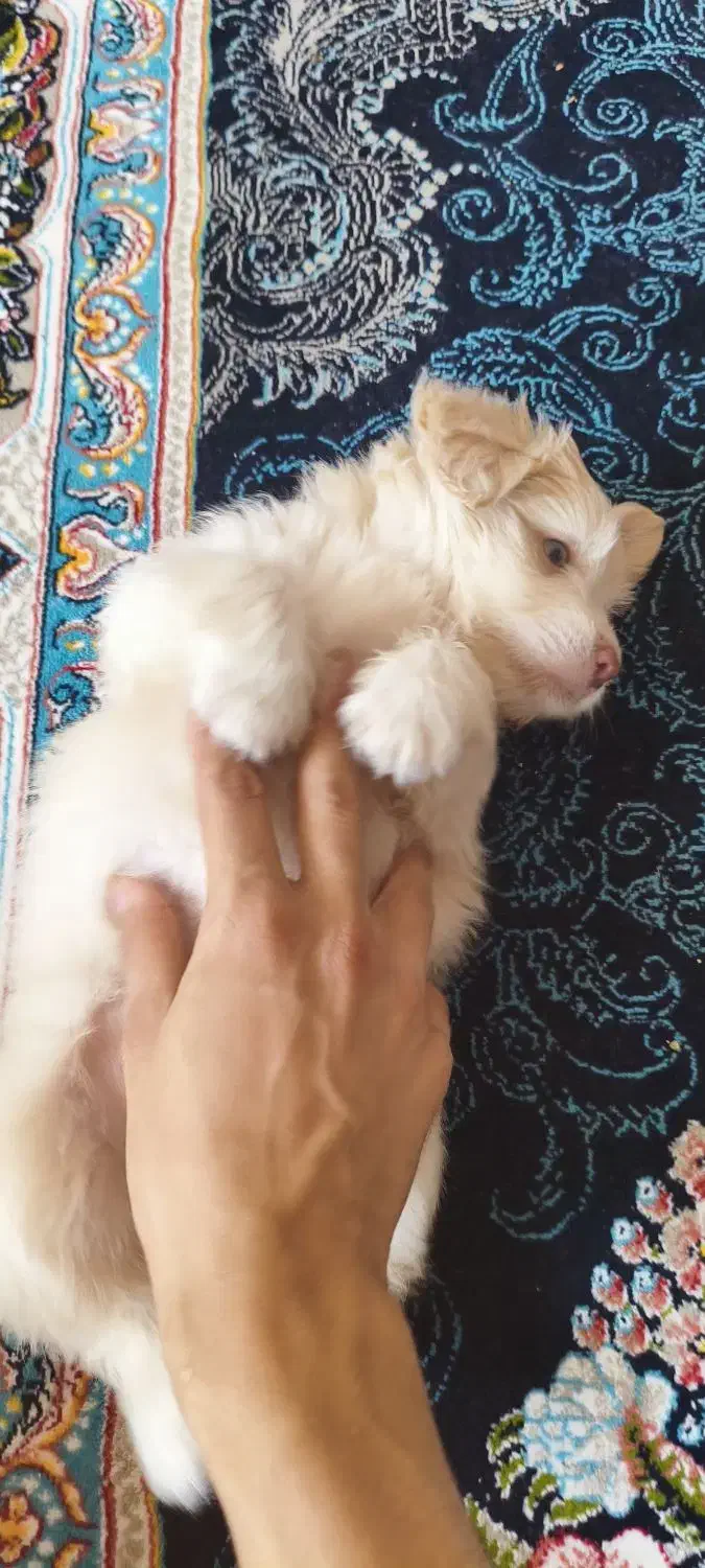 توله سگ شیتزو|سگ|شیراز, سینما سعدی|دیوار