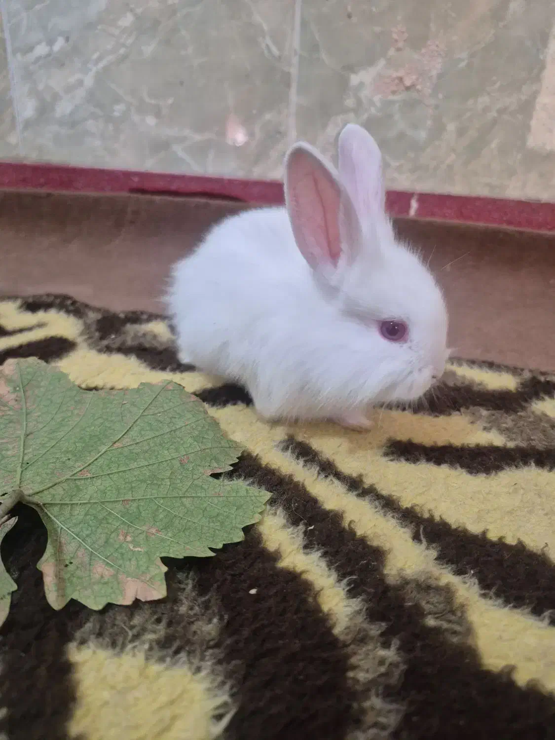 دوتا خرگوش|موش و خرگوش|آذرشهر, |دیوار