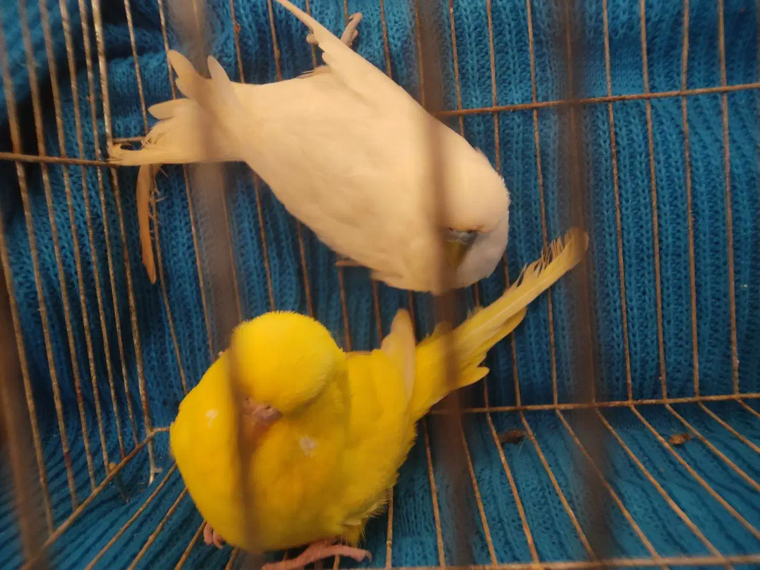 جفت مرغ عشق انگلیسی ۲۰۲۳|پرنده|بابل, |دیوار