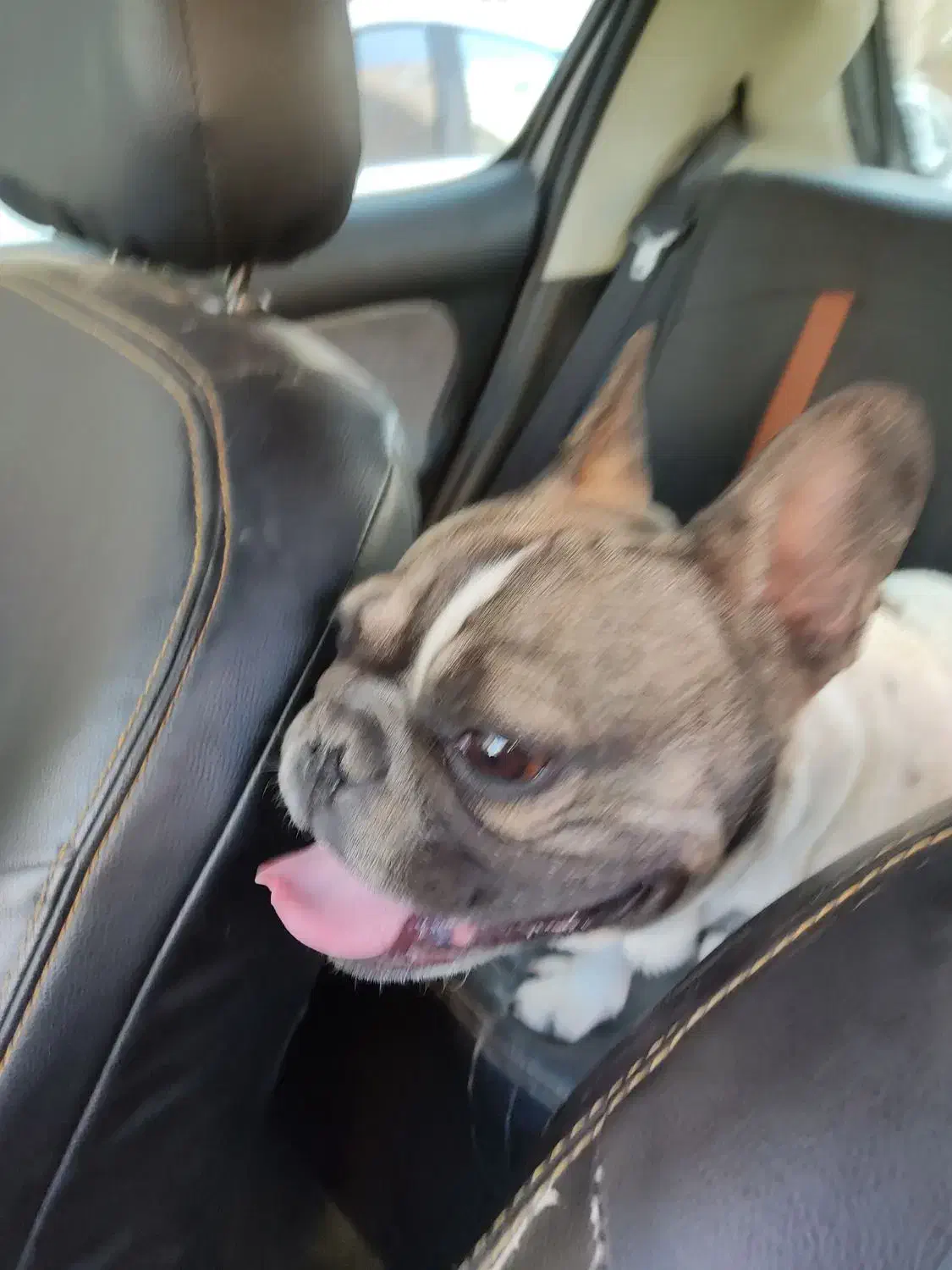 فرنج وارداتی|سگ|سبزوار, پاسداران|دیوار