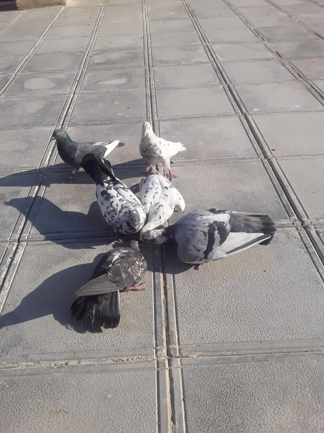 6عدد کبوتر پرشی|پرنده|ری, علایین|دیوار