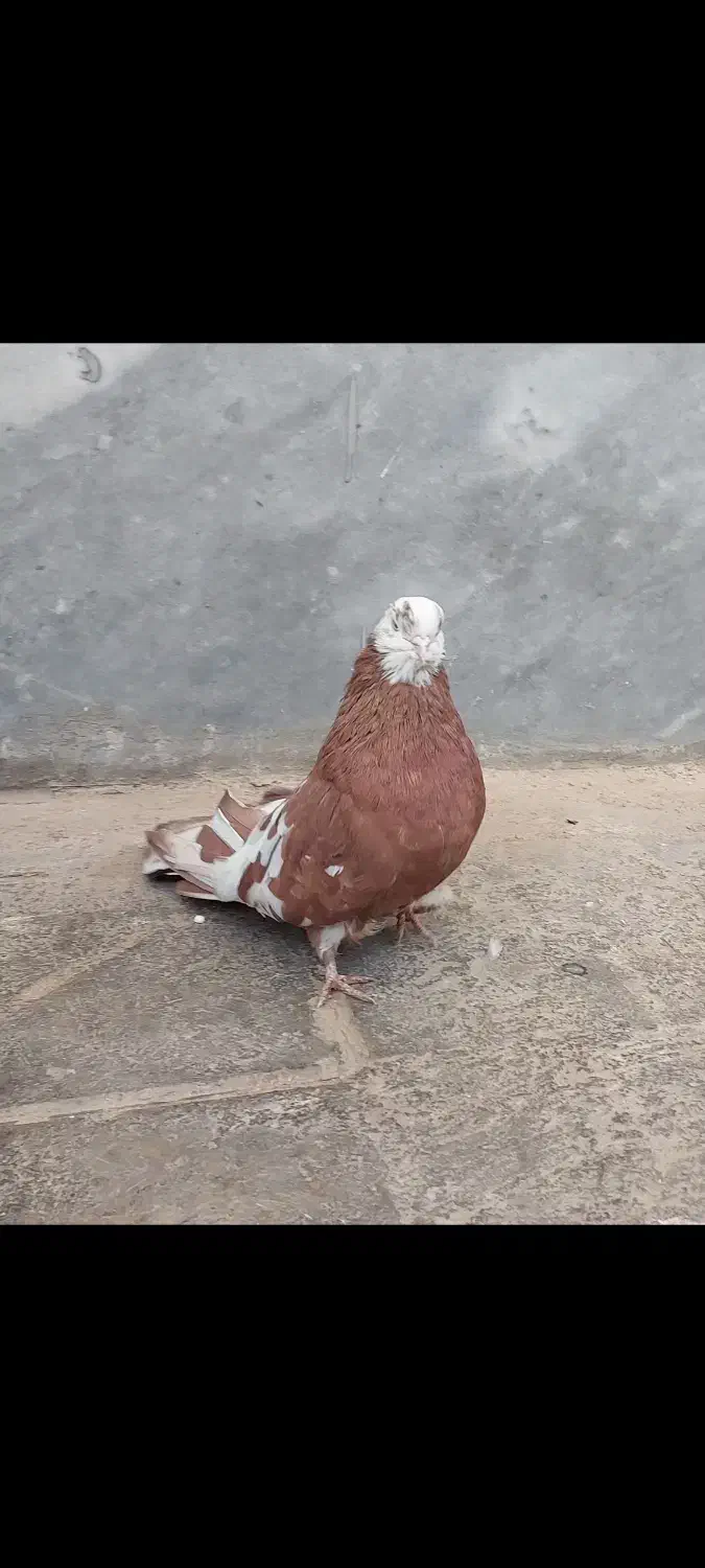 سرور ماده|پرنده|ابهر, |دیوار