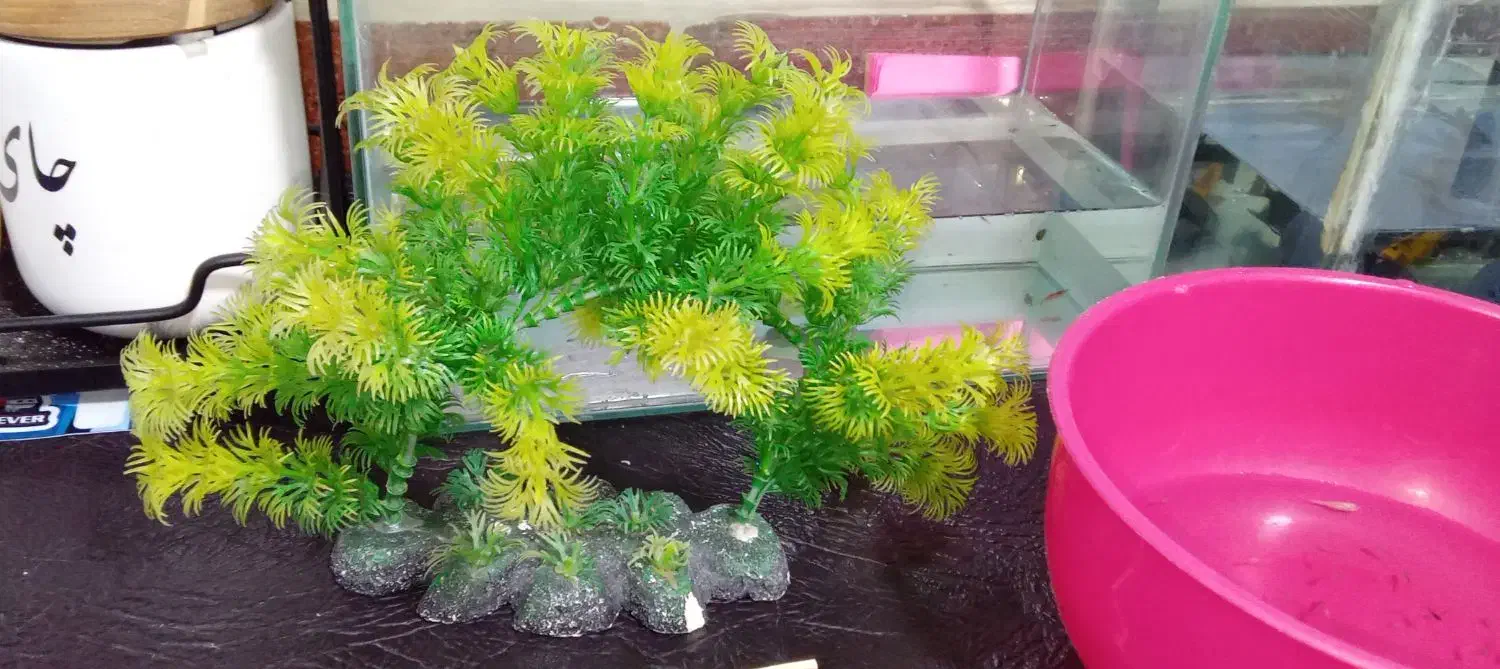 تعدادی ماهی|ماهی|چهاردانگه (تهران), |دیوار