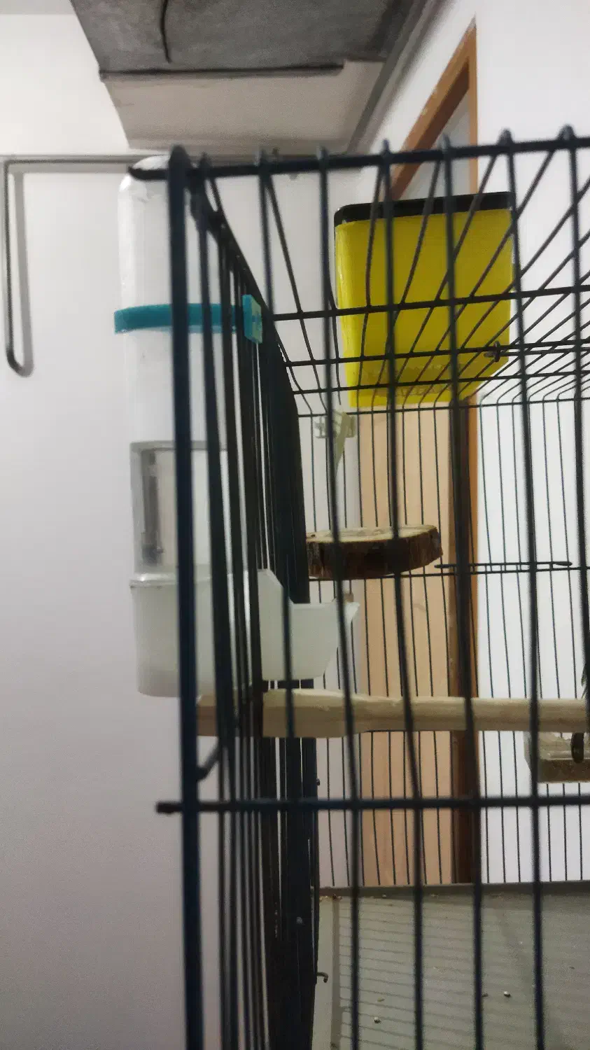 مرغ‌عشق‌نر‌سالم|پرنده|مریوان, |دیوار