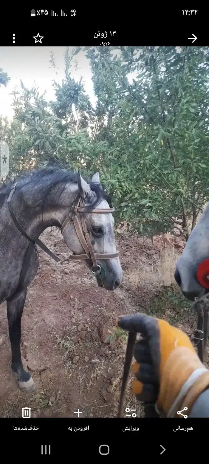 نریون چهار سال پرخون دمگیر|اسب و تجهیزات اسب‌سواری|خانمیرزا, |دیوار