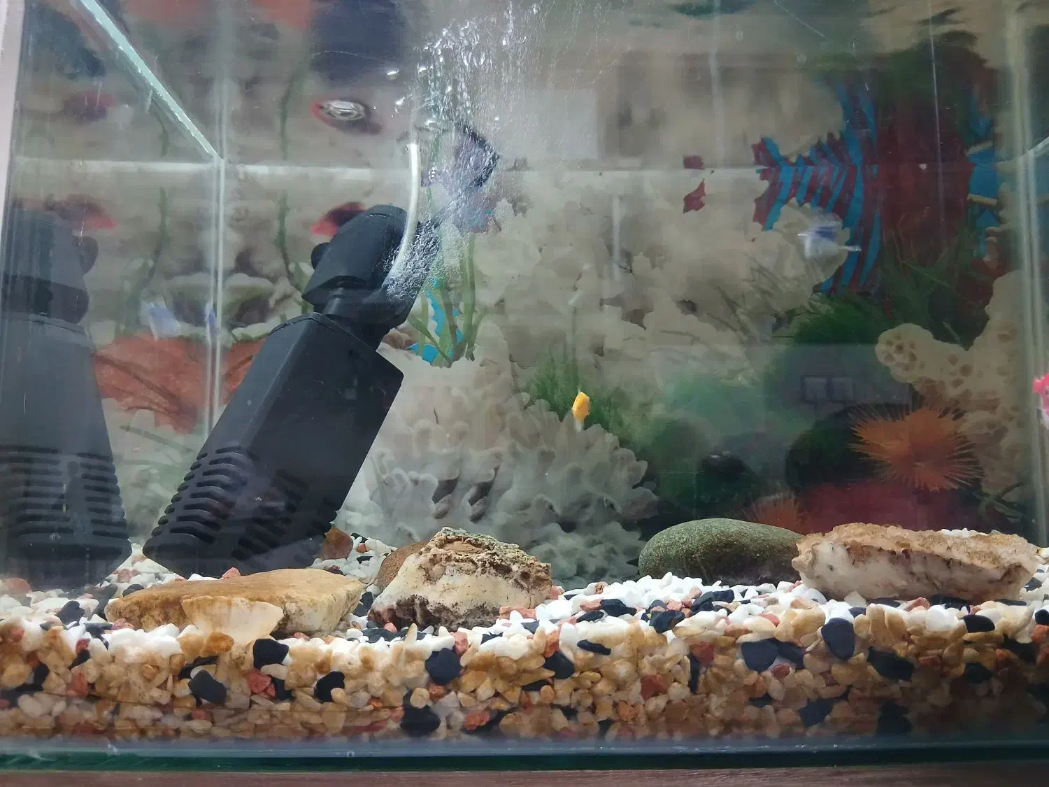 آکواریوم|ماهی|قم, باغ کرباسی|دیوار