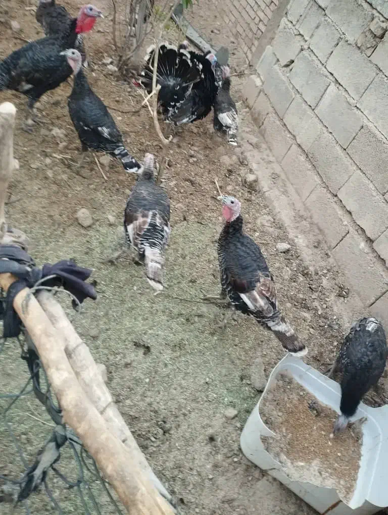 پنج عدد بوقلمو ماده دونه یک تومان|حیوانات مزرعه|اندیمشک, |دیوار