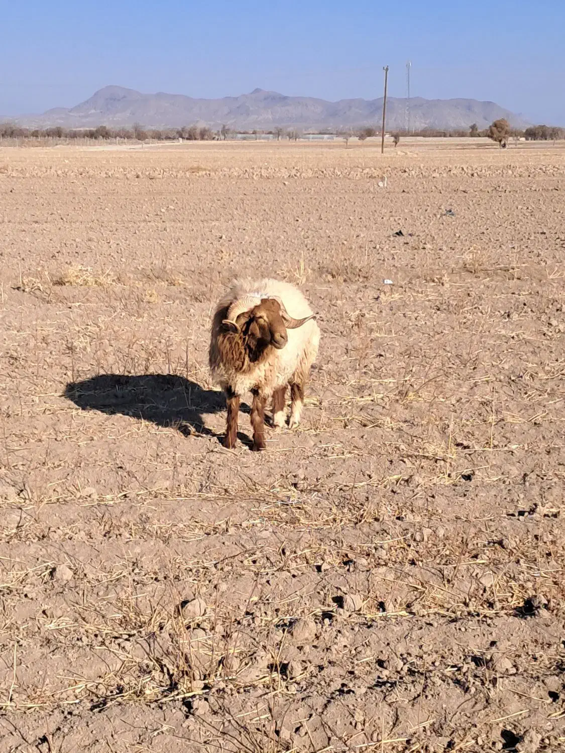 بره قوچ|حیوانات مزرعه|بافت, |دیوار