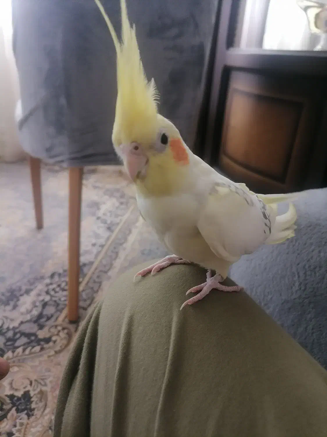 عروس هلندی جفت|پرنده|تاکستان, |دیوار